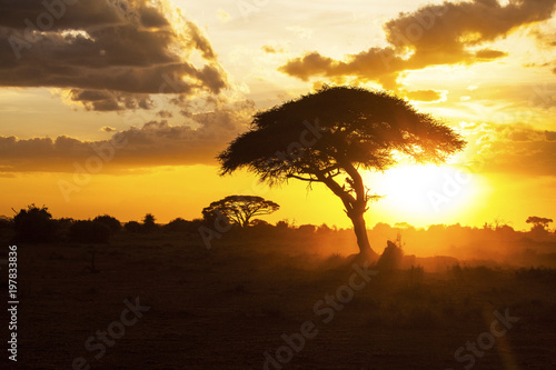 Sunset in savannah. Amboseli National Park, Kenya. © jbphotographylt