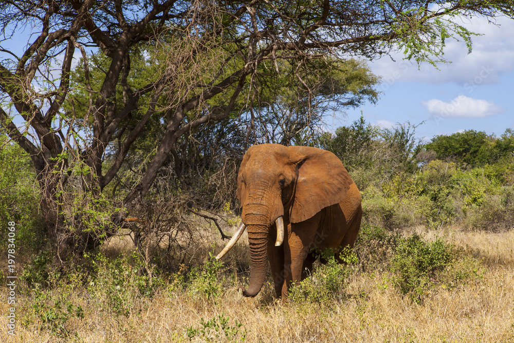 Elephant in Tsavo National park, Kenya Elephant in Tsavo National park, Kenya