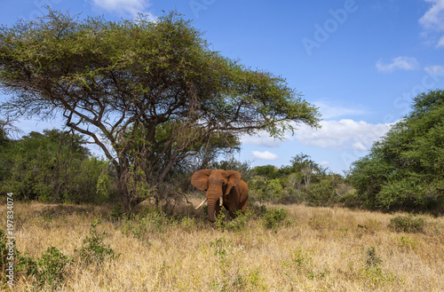 Elephant in Tsavo National park, Kenya
