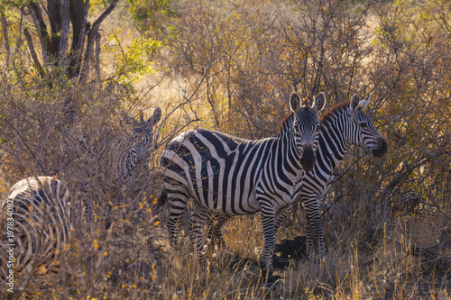 Zebras in the savanna of Tsavo East, Kenya © jbphotographylt