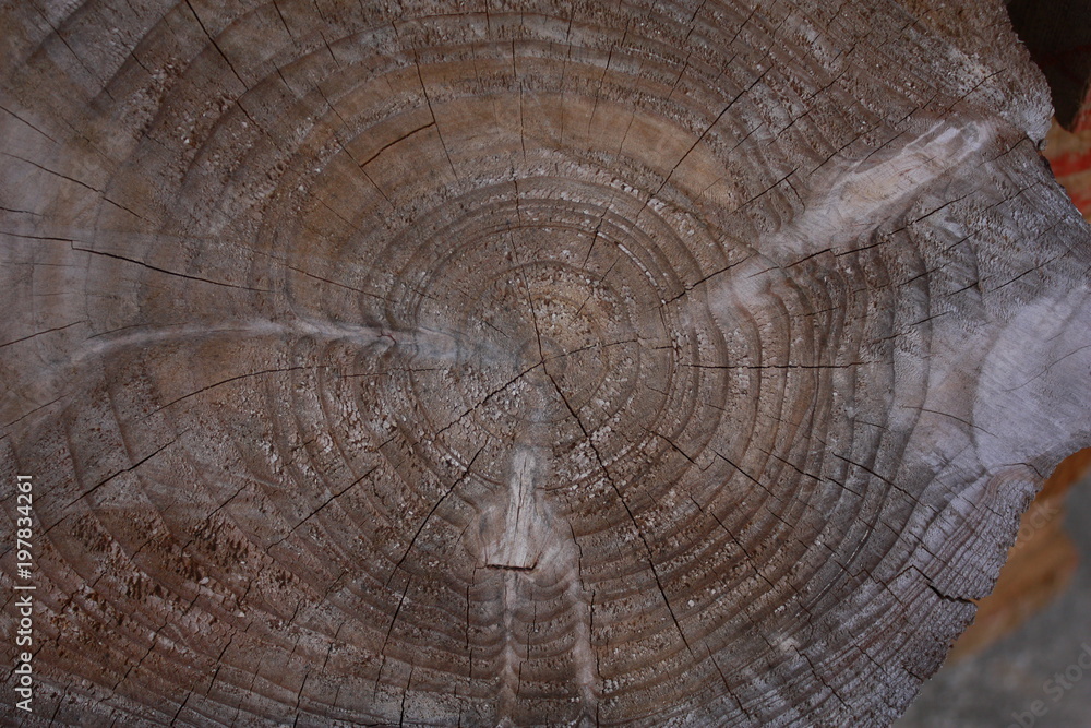 Fototapeta premium 年輪