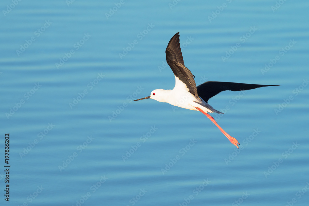 Obraz premium Black-winged Stilt in Flight