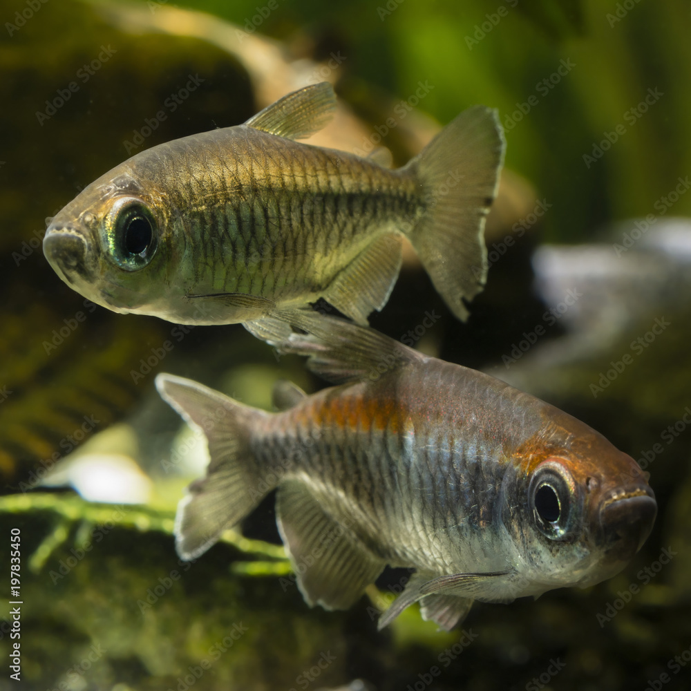 Fototapeta premium Tetra Congo in detail below the surface.