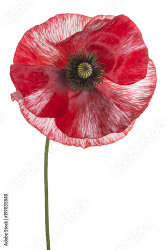 Fototapeta Naklejka Na Ścianę i Meble -  poppy flower isolated