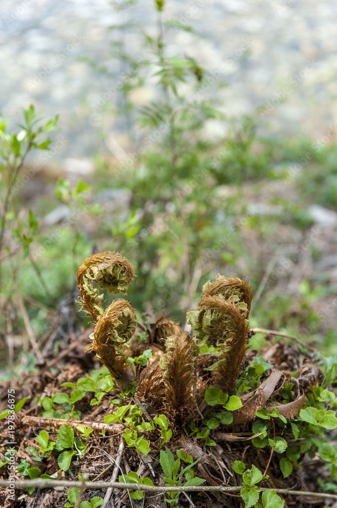 Obraz premium 春の訪れ