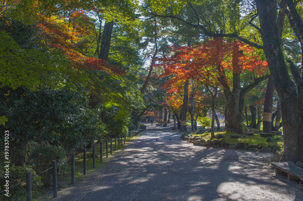 Fototapeta premium 紅葉