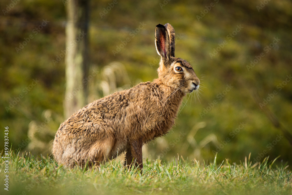 Naklejka premium European hare