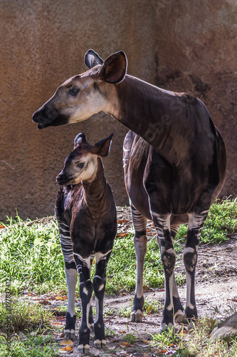 Okapi