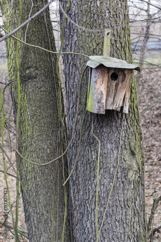 Old bird booth hung on tree trunk.