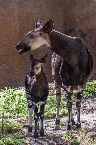 Foto Okapi