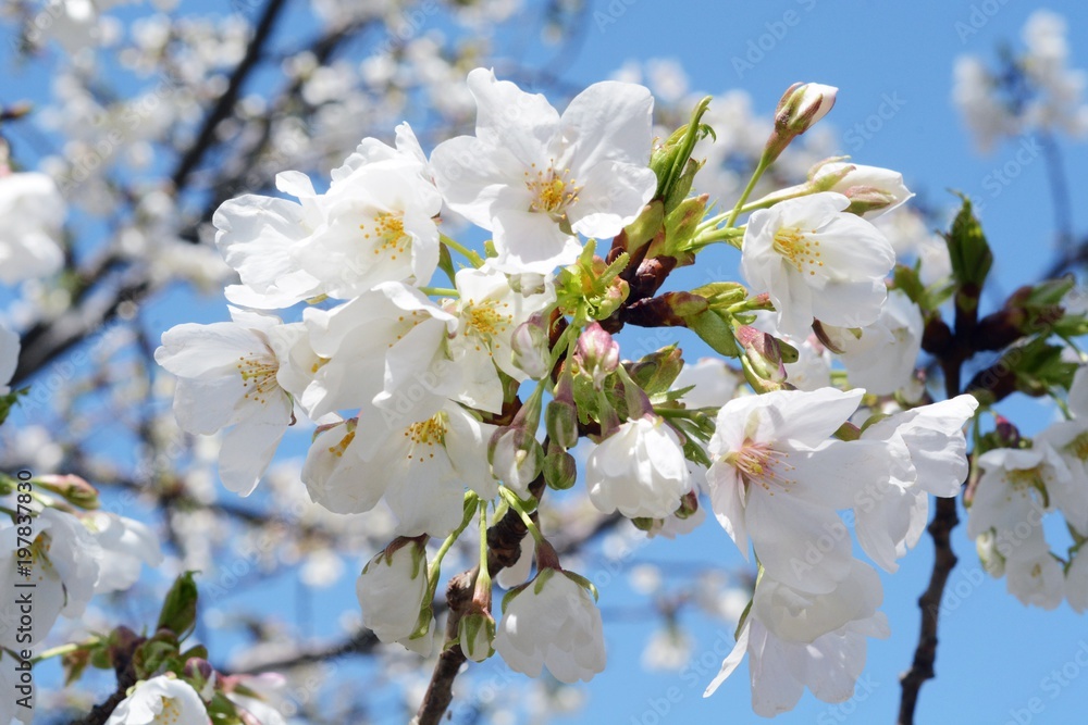 青空に大島桜のアップ
