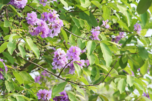 Purple flower blooming,Lagerstroemia loudonii flower