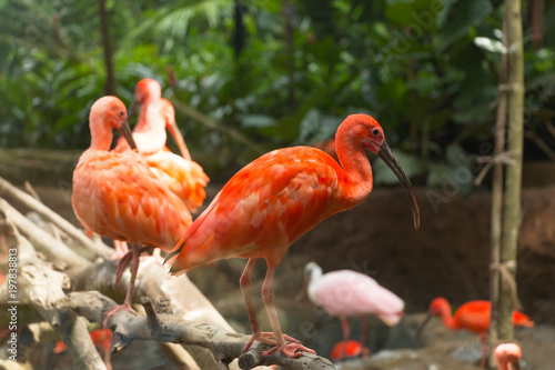 Wallpaper Mural Scarlet Ibis Eudocimus ruber birds Torontodigital.ca