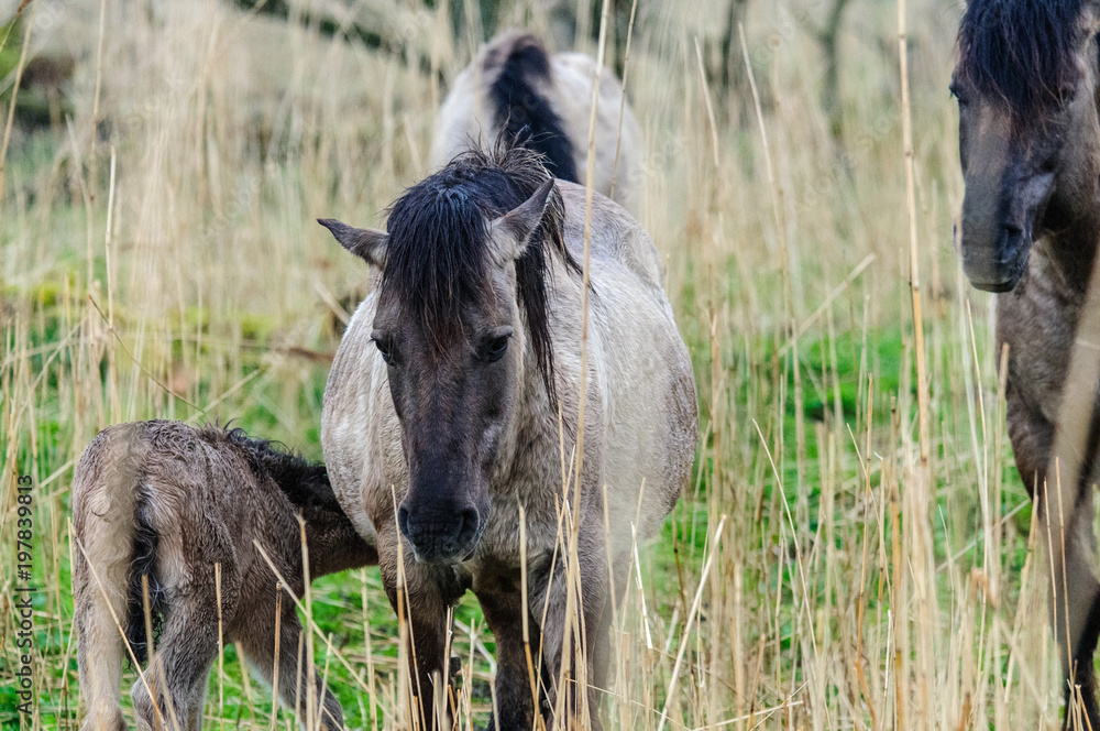 Konik Ponies in the Oostvaardersplassen. Konik Ponies in the Oostvaardersplassen.
