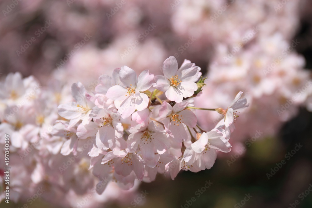 桜（ジンダイアケボノ）