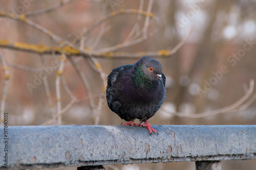 Portrait of a beautiful depressive pigeon on a sunny spring day photo