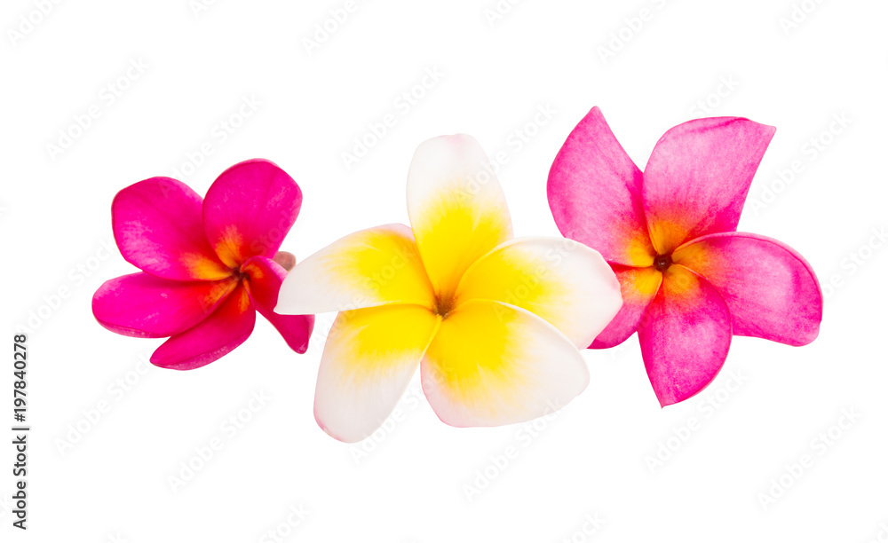 frangipani flower isolated frangipani flower isolated