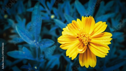 Yellow flower and cyan leaves background
