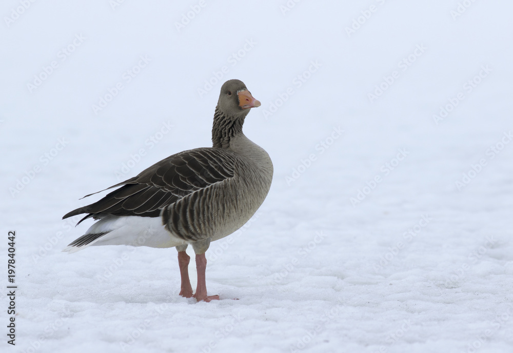 Greylag Goose Greylag Goose