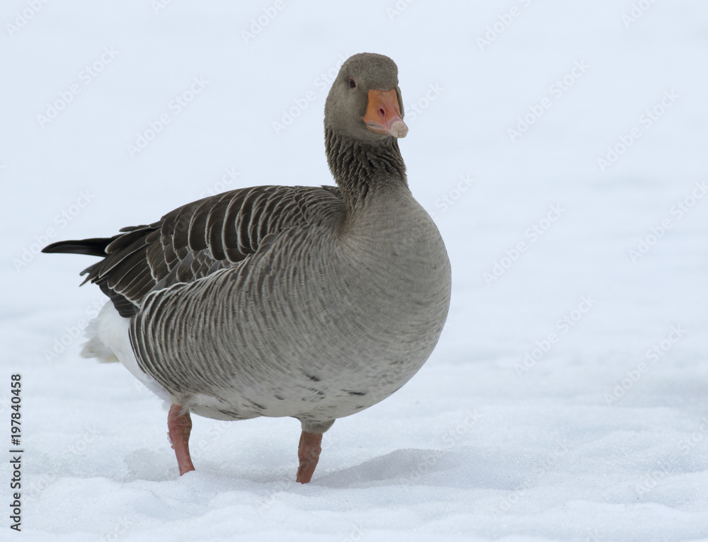 Greylag Goose Greylag Goose