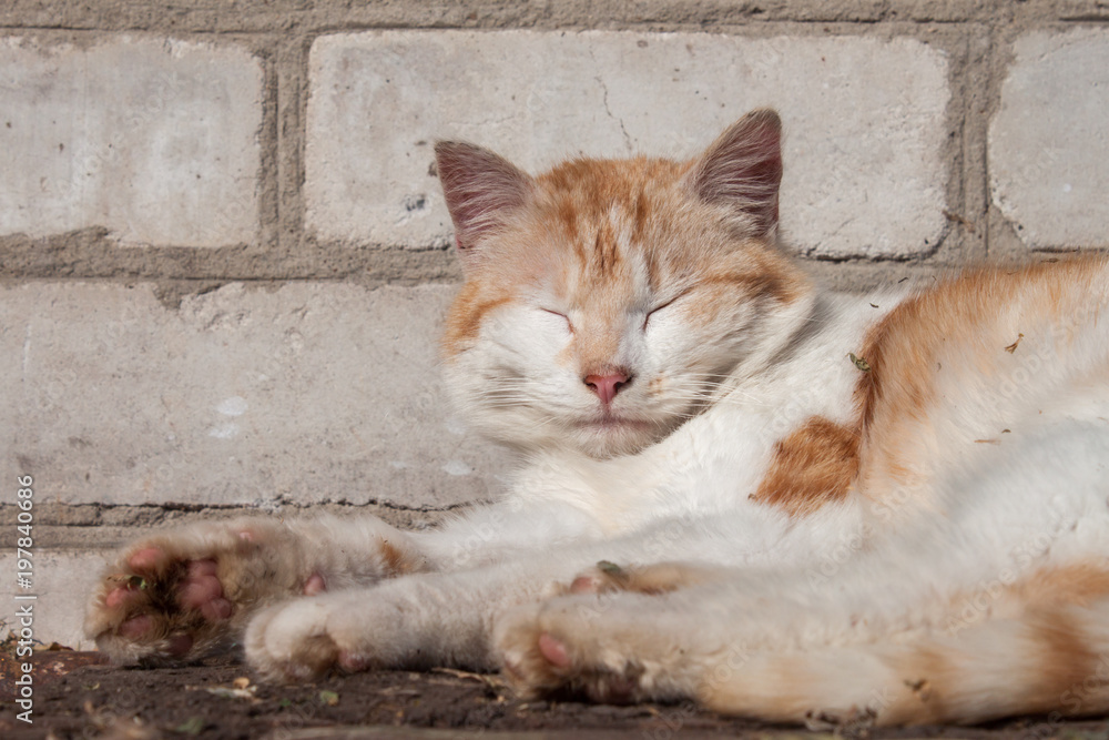 Cat sleeping on a wooden table Cat sleeping on a wooden table