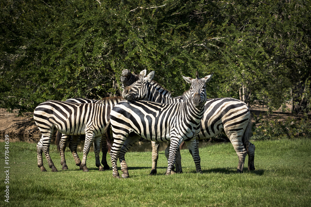 flock of zebra on green grass field flock of zebra on green grass field