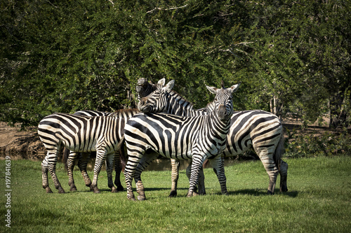 flock of zebra on green grass field