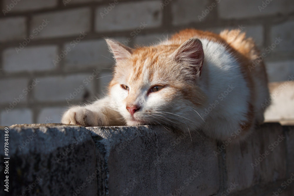 Fototapeta premium Cat lying on the fence