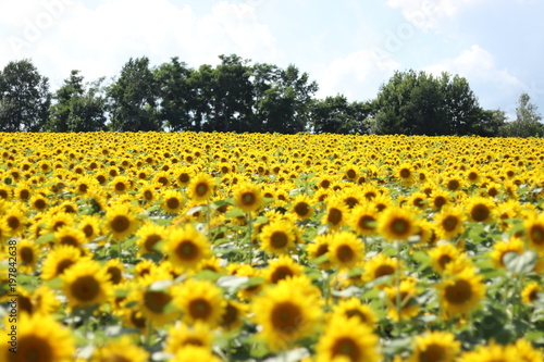 Fototapeta Naklejka Na Ścianę i Meble -  ひまわり畑の中から