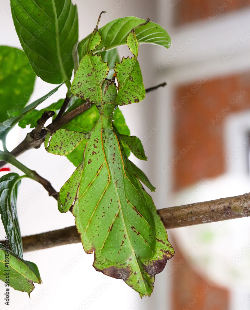 leaf insect (or walking leaf) the most remarkably camouflaged leaf mimics  in the entire animal kingdom Stock Photo | Adobe Stock