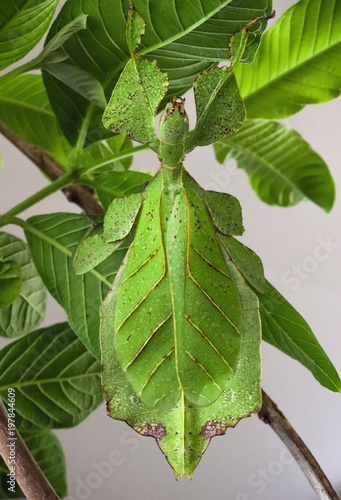 leaf insect (or walking leaf) the most remarkably camouflaged leaf mimics in the entire animal kingdom