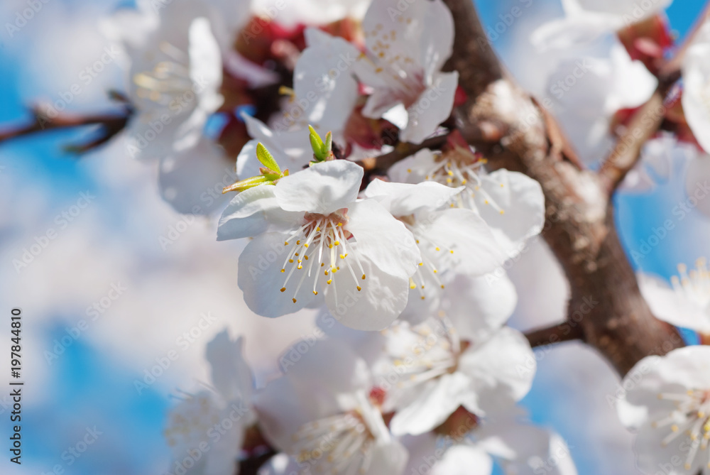 Fototapeta premium Cherry flowers close-up