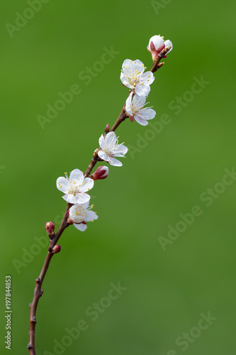 Flowering branch of apricots on a green background