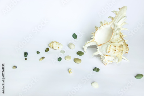 Sea shell and sea pebbles on a white background