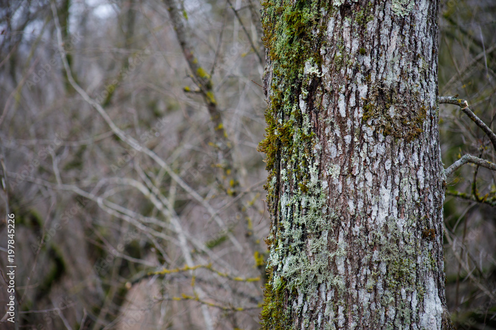 Obraz premium tree with moss on roots in a green forest or moss on tree trunk. Tree bark with green moss. Azerbaijan nature.