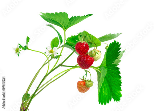 Strawberry plant with leaves, berries and flower, isolated on white background.