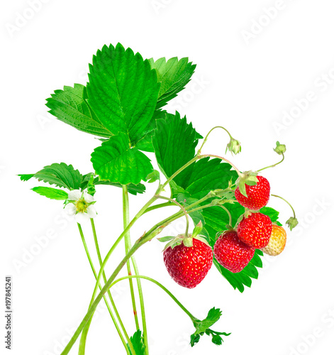 Strawberry plant with leaves, berries and flower, isolated on white background.