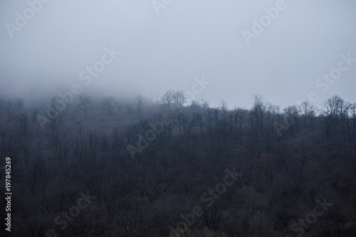 Landscape with beautiful fog in forest on hill or Trail through a mysterious winter forest with autumn leaves on the ground. Road through a winter forest. Magical atmosphere. Azerbaijan