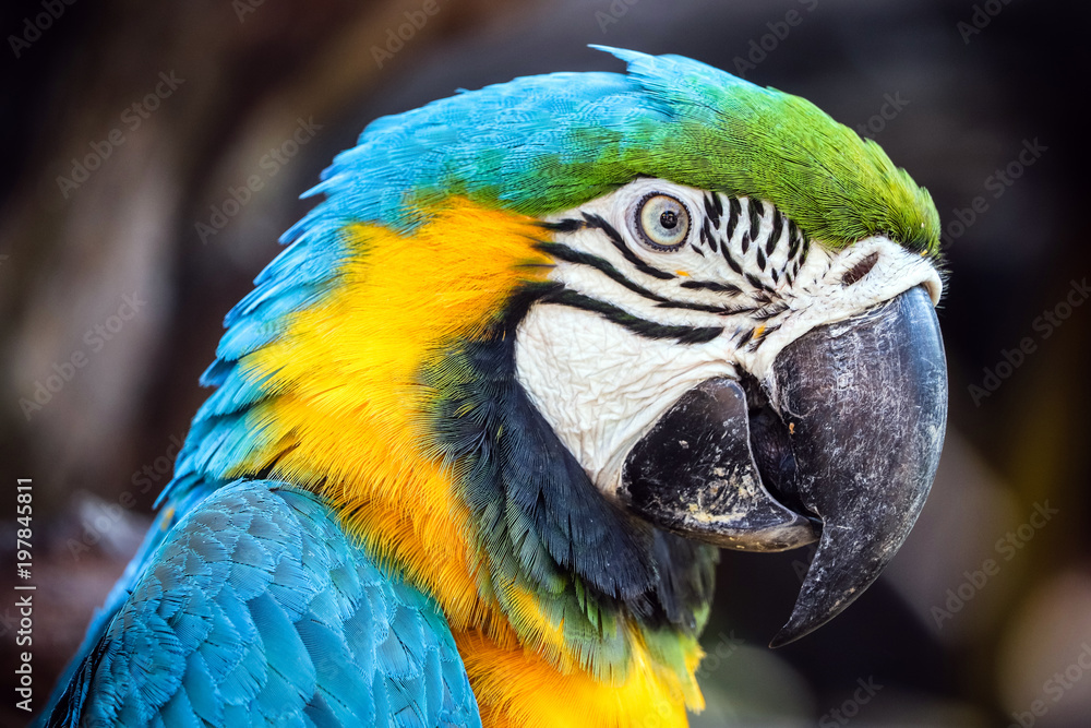 close up portrait of colorful blue and yellow macaw parrot (Ara ararauna)