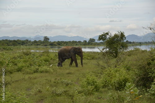 Sri Lanka - Elefant auf Weg im Geb  sch