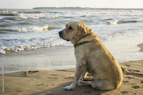 Cute Labrador retriever dog sitting on a sand beach and looking at the sea in a sunset light.