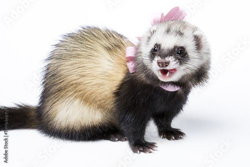 Cute fluffy ferret dressed up in a pink ribbon bow posing in a studio on white background.