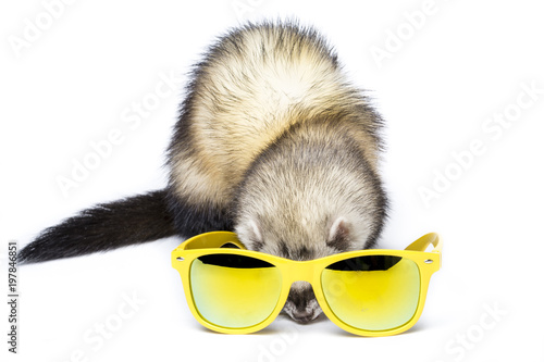 Cute fluffy ferret in a yellow sunglasses ready to summer vacation. Funny shot in a studio on white background.