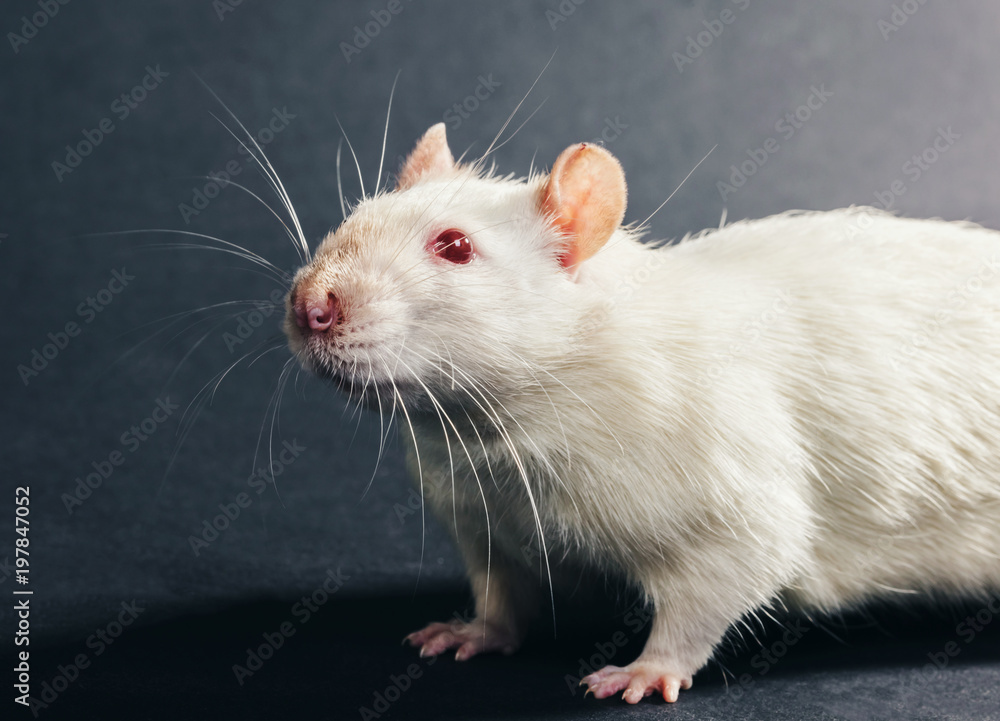 animal white rat close-up