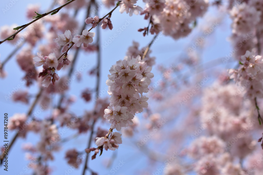 Fototapeta premium 日本の桜