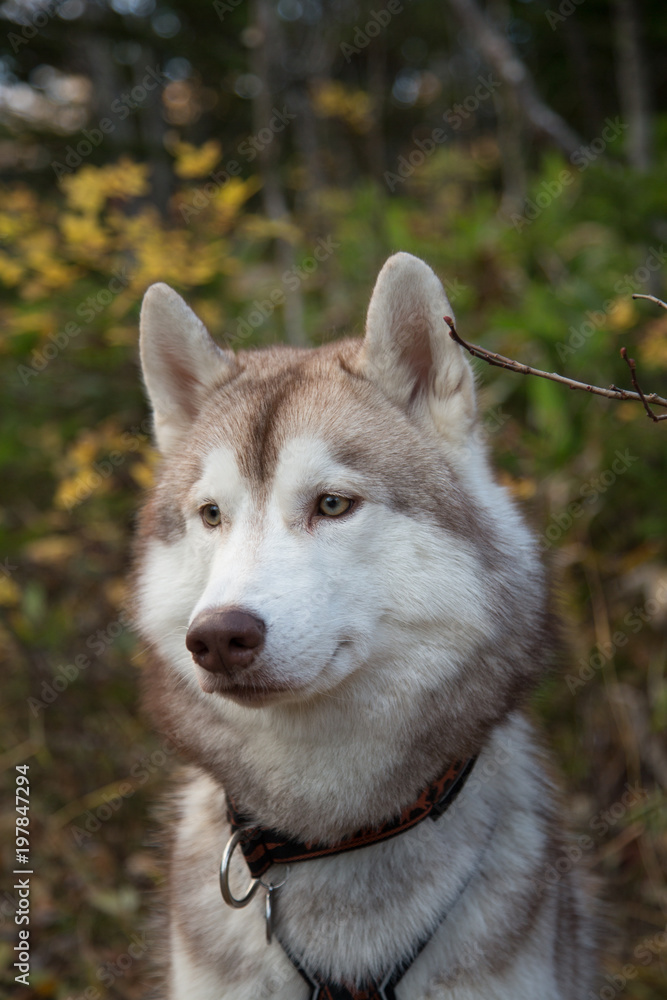 Obraz premium Close up Portrait of Beige and white Siberian Husky dog in fall season. Profile of young lovely husky male is looking afar in the autumn forest