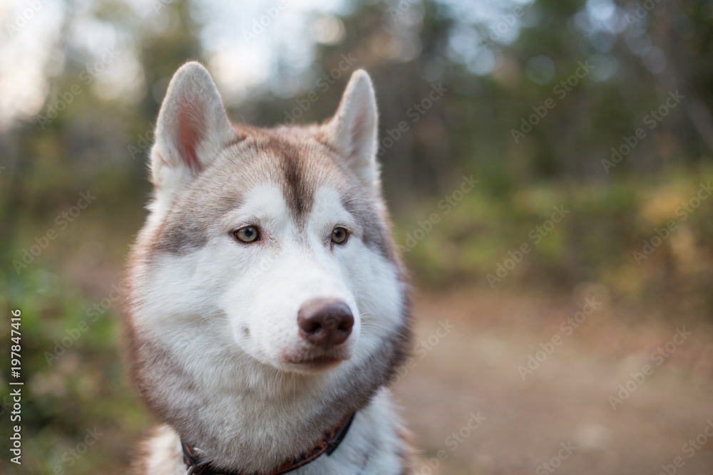 Close up Portrait of Beige and white Siberian Husky dog in fall season. Profile of young lovely husky male