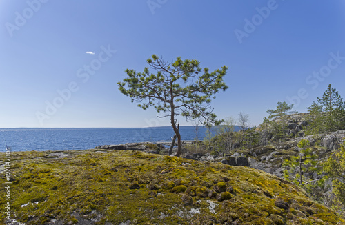 Fototapeta Naklejka Na Ścianę i Meble -  A small pine on the shore of Ladoga Lake.