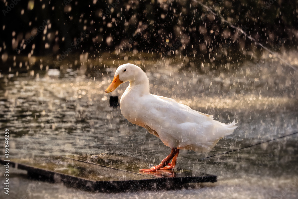 beautiful white duck standing in the rain beautiful white duck standing in the rain