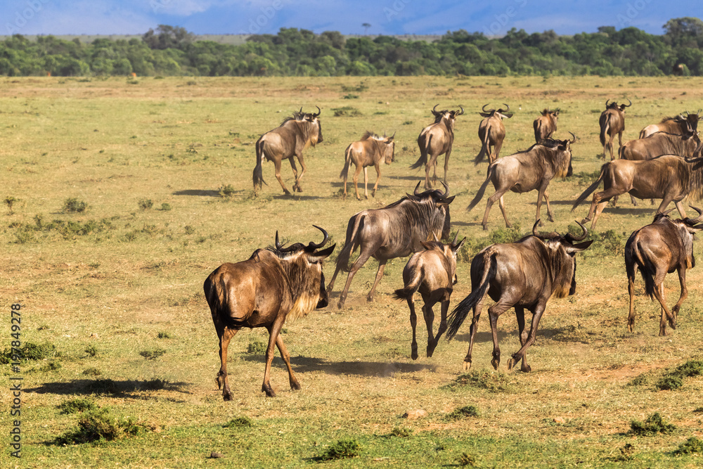 Herd of wildebeest in begin of crossing. Mara river. Kenya, Africa Herd of wildebeest in begin of crossing. Mara river. Kenya, Africa